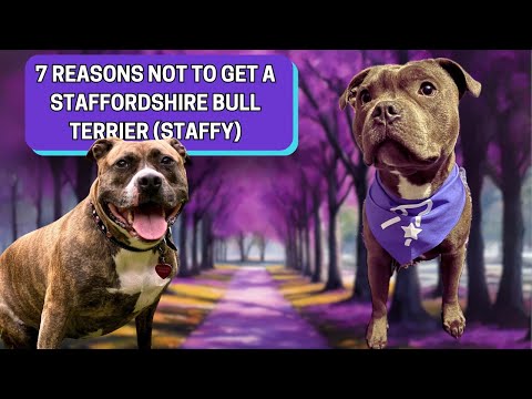 7 Reasons Not To Get A Staffordshire Bull Terrier (Staffy)