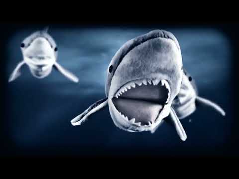 Fusspils 11 - Haifisch (Lager-2-Clip)