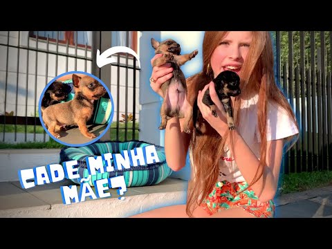 My little dogs 😍 - Modelo Julinha