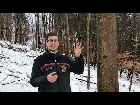 Baumartenpfad Leibertingen - SPITZAHORN