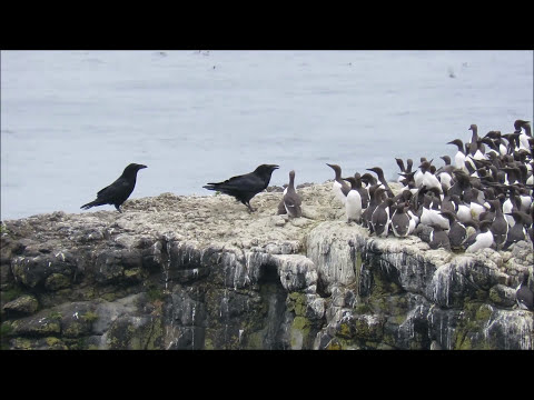 Two Ravens use flying kicks to steal egg from Common Guillemot
