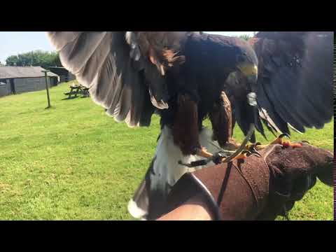 Harris hawk flying at Yarak bird of prey