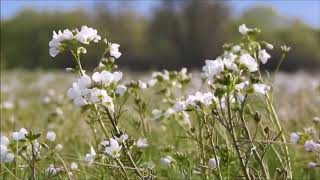 미스터 션샤인 OST Part 3 * 김윤아 (Kim Yuna) - 눈물 아닌 날들 (Days Without Tears)