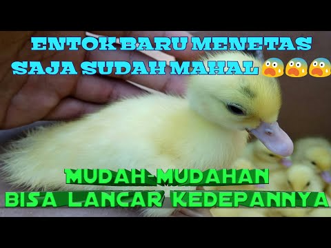 download lagu mp3 mp4 Harga Bibit Entok 2018, download lagu Harga Bibit Entok 2018 gratis, unduh video klip Download Harga Bibit Entok 2018 Mp3 dan Mp4 Full Gratis