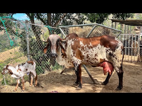 😱🐄This beautiful purebred Gyr cow gave birth! Look at the beautiful calf she has! 😱🐄