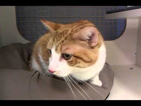 Magneto - ADOPTED!, an adopted Domestic Short Hair Mix in Redmond, WA_image-1