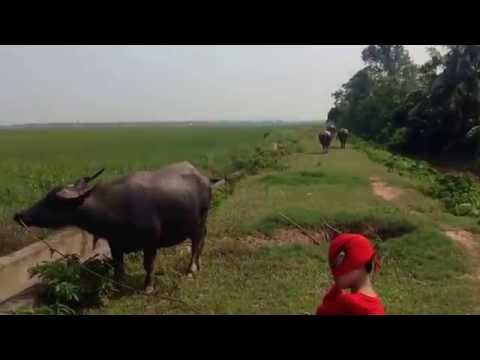 Cưỡi trâu về miền niên thiếu - Trần Quang Lộc