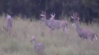 preview picture of video '5 Respectable Whitetail Bucks but not Monster Deer Hunting in Cape Fair MO'
