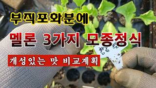 [텃밭농부 2,251]  부직포화분에 멜론 3종류. 모종 키워서 정식하는 방법! #멜론재배