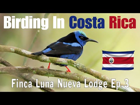 Birding In Costa Rica at Finca Luna Nueva Lodge Ep.3