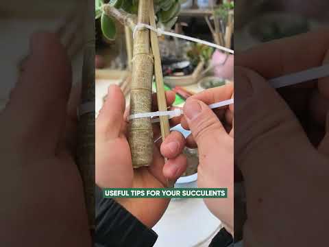 How to Grow Jade Plant from Cuttings: Step-by-Step Guide
