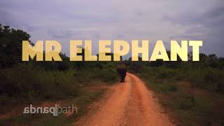 UDAWALAWE MR ELEPHANT #safari