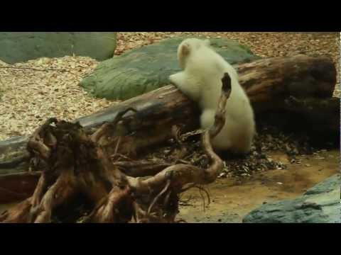 La sorellina dell’orso Knut è la nuova star dello zoo