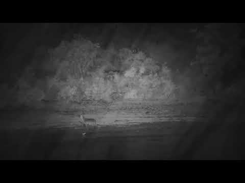 Djuma: Black-crowned Night Heron, Waterbuck on alert as Painted Dogs calling - 19:06 - 12/04/20