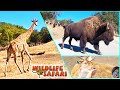 Wildlife Safari Oregon Drive Through 600 Acre Safari Animals Roam Free