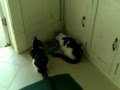 Matt Holimon S Cat S Abby And Guss Movie Part 1 AVI