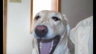 John Mayall's good looking stranger, ten years are gone album ripped off vinyl.wmv