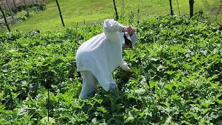 Checking on our watermelons