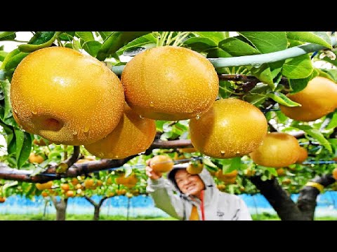 , title : 'World's Most Expensive Pear - Awesome Japan Agriculture Technology Farm'