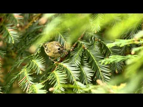 Guide video : canon 70 300mm ef is usm 1 examples