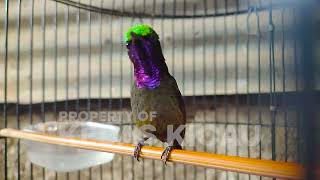 Download lagu KOLIBRI NINJA GACOR FULL NEMBAK ISIAN TONJOLAN MEWAH !! PANCINGAN KONIN BAHAN AGAR CEPAT BUNYI EMOSI mp3 Download lagu KOLIBRI NINJA GACOR FULL NEMBAK ISIAN TONJOLAN MEWAH !! PANCINGAN KONIN BAHAN AGAR CEPAT BUNYI EMOSI mp3