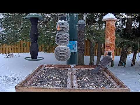 Canada Jay Visits Ontario Feeder – Jan 3, 2020