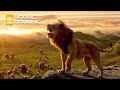 Who Will Come out on Top - Lion Pride Documentary | National Geographic Documentary 2023