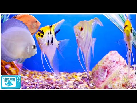 Fish Store Tour - The Fish Factory
