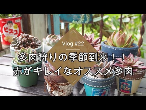 赤いもみじ 植物