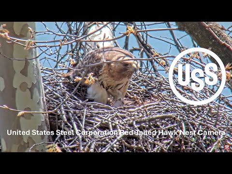 U. S. Steel Red-Tailed Hawk Nest Camera