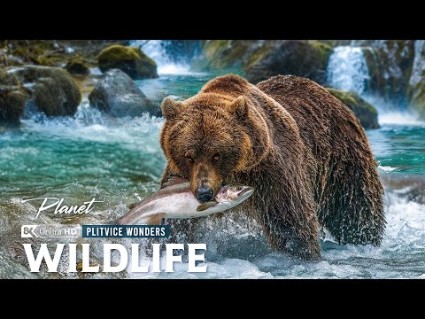 Wildlife | Inside Plitvice National Park, Where Predators, Prey, and Balance Decide Survival