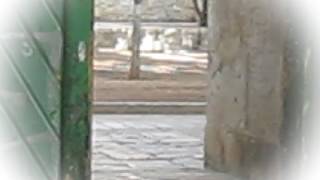 הלכות חול המועד פסח [תשפו] @rabi_erez_malka