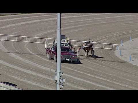 Aversa trotto 15 Febbraio 2020 - Prova di qualifica