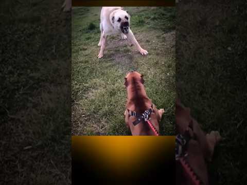 This Is How This Kangal Reacted To This Pitbull Dog #animals #wildanimals #dog