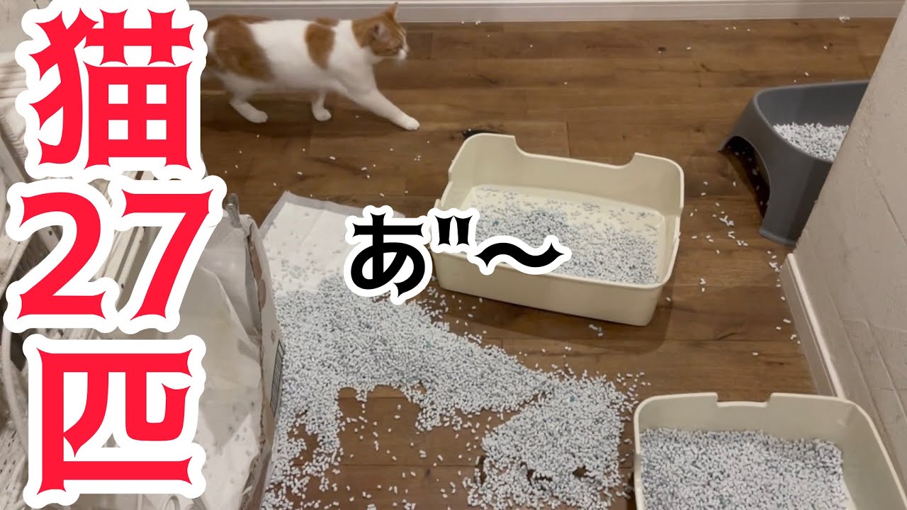 猫多頭飼いならではの悩み。アドバイス下さい