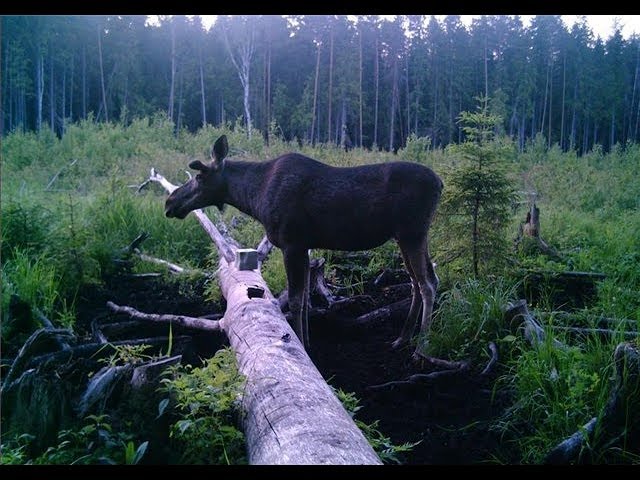 Лось На Сковороде Рецепт С Фото