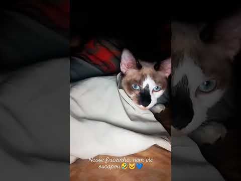 Vídeo de Tico