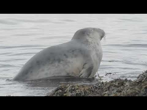 FOCA GRIS | GRAY SEAL | Halichoerus grypus