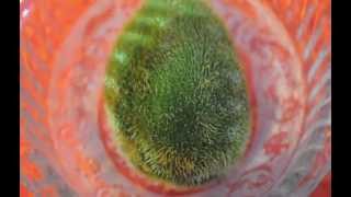 Circuit des Yeux - In Plain Speech (Official Album Trailer)