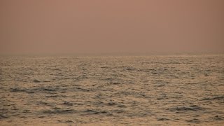 Swami Chidananda: The Mirror Analogy(344)