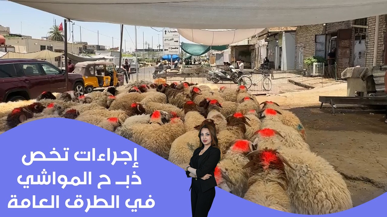 فيديو | إجراءات تخص ذبــ ح المواشي في الطرق العامة