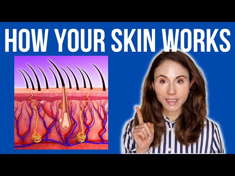 HOW YOUR SKIN WORKS 🤔 Dermatologist @DrDrayzday