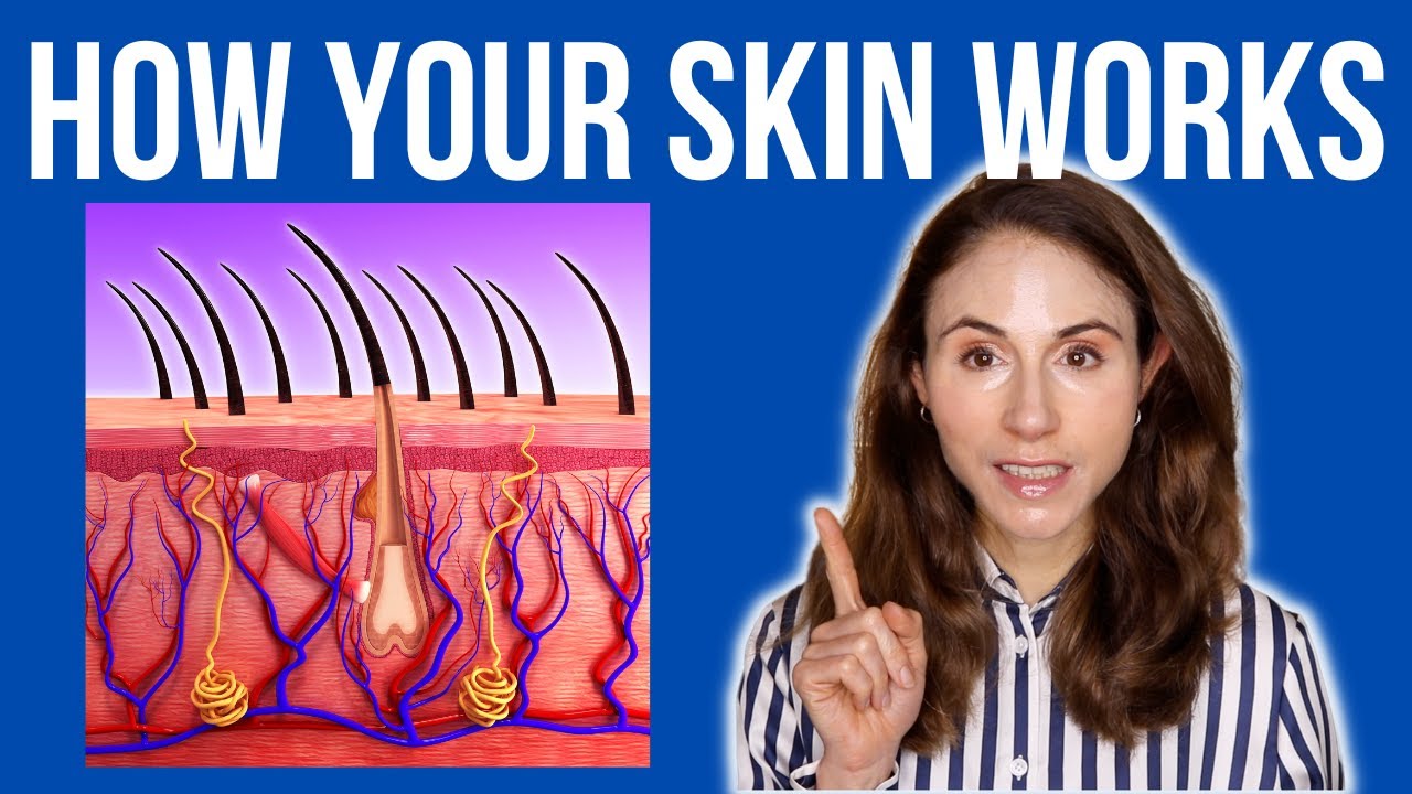 HOW YOUR SKIN WORKS 🤔 Dermatologist @DrDrayzday