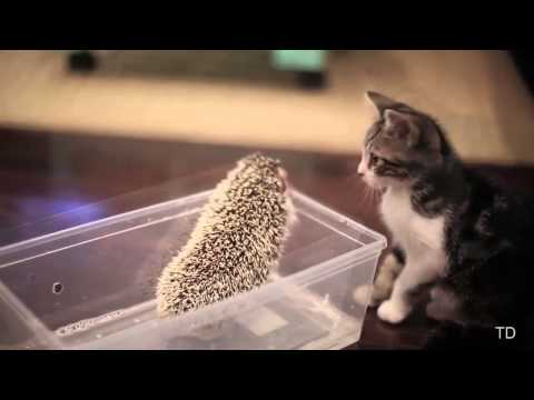 Gatos chistosos (Funny Cats) Compilation 2013 -  2014