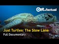 Just Turtles Exploring The Lives Of Ancient Reptile Full Documentary