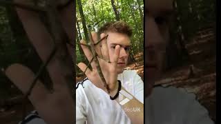 faze tari asta da insecta