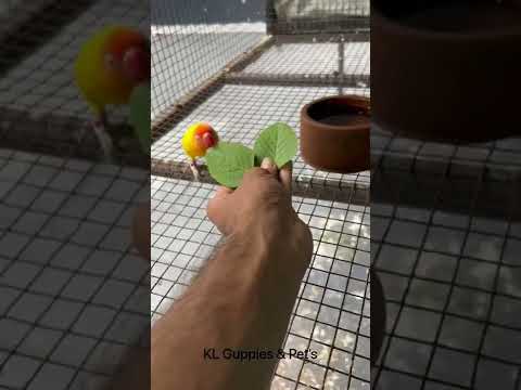 African lovebird￼ 🥰😍                   #passion #pets #africanlovebird #birds