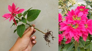 How to grow Poinsettia plant from cuttings simple and effective with updates | Poinsettia plant care