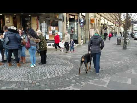 Liberty K9 Training video.