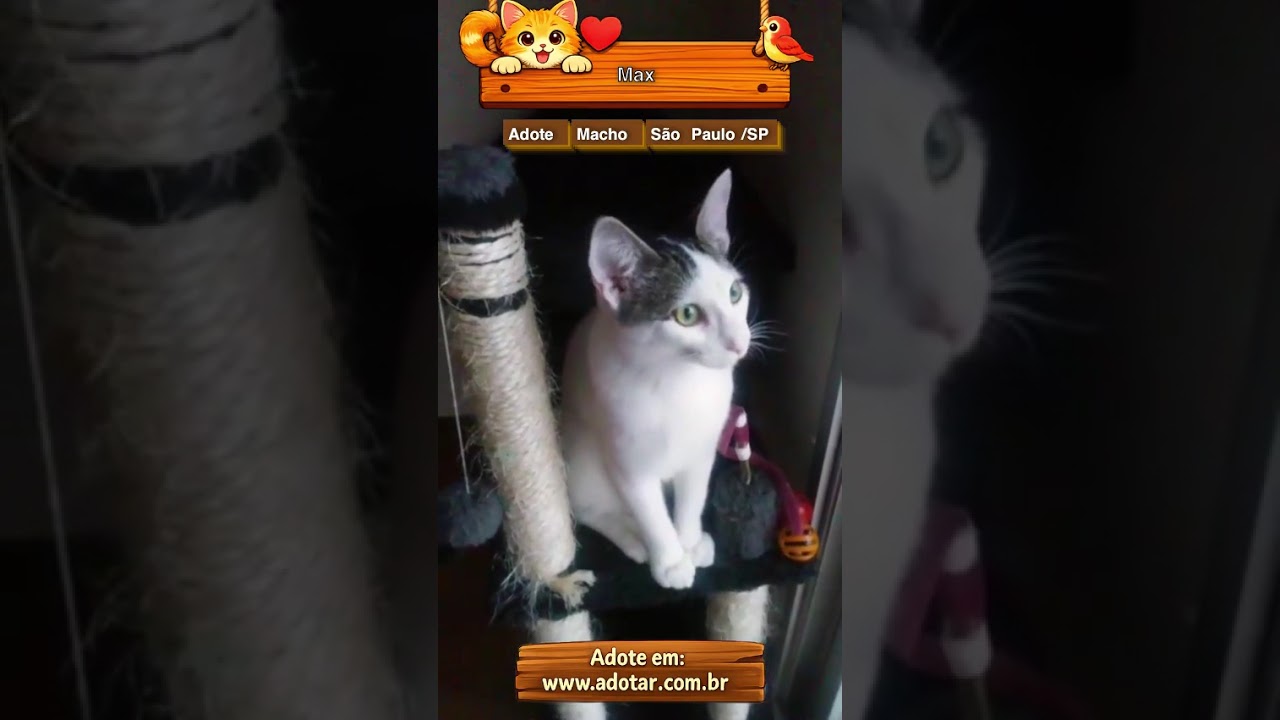 Gato raça SRD-ViraLata idade 1 ano nome Max